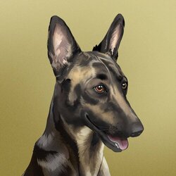 CZ's Dog